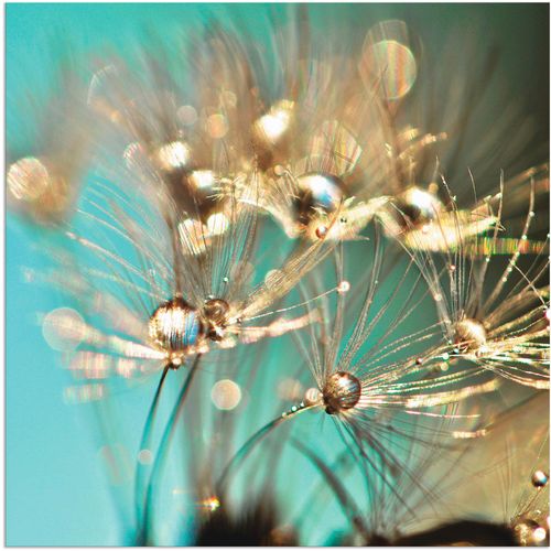 4058661088215 - Wandbild ARTLAND Pusteblume glänzendes Gold Bilder Gr B H 50 cm x 50 cm Alu-Dibond-Druck Blumen 1 St blau Bild Kunstdruck Poster Bilder als Alubild Leinwandbild Wandaufkleber oder in versch Größen 4058661088215 - Wandbild ARTLAND Pusteblume glänzendes Gold Bilder Gr B H 50 cm x 50 cm Alu-Dibond-Druck Blumen 1 St blau Bild Kunstdruck Poster Bilder als Alubild Leinwandbild Wandaufkleber oder in versch Größen