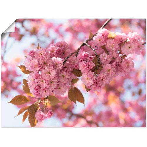 4055327839594 - Wandbild ARTLAND Japanische Kirschblüte in Love I Bilder Gr B H 80 cm x 60 cm Poster Blumen 1 St pink Bild Kunstdruck Leinwandbild Kunstdrucke Bilder als Leinwandbild Wandaufkleber oder Poster in versch Größen