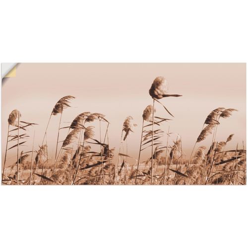 4057738250579 - Wandbild ARTLAND Gräser Bilder Gr B H 40 cm x 20 cm Wandaufkleber - Vinyl Gräser 1 St beige (natur) Bild Leinwandbild Kunstdrucke Bilder als Alubild Leinwandbild Wandaufkleber oder Poster in versch Größen 4057738250579 - Wandbild ARTLAND Gräser Bilder Gr B H 40 cm x 20 cm Wandaufkleber - Vinyl Gräser 1 St beige (natur) Bild Leinwandbild Kunstdrucke Bilder als Alubild Leinwandbild Wandaufkleber oder Poster in versch Größen