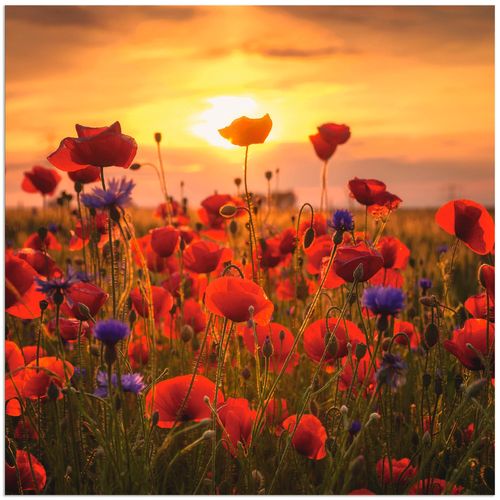4059745053976 - Wandbild ARTLAND Mohnblumen im Abendlicht Bilder Gr B H 50 cm x 50 cm Alu-Dibond-Druck Blumen quadratisch 1 St rot Bild Poster Bilder als Alubild Leinwandbild Wandaufkleber oder in versch Größen 4059745053976 - Wandbild ARTLAND Mohnblumen im Abendlicht Bilder Gr B H 50 cm x 50 cm Alu-Dibond-Druck Blumen quadratisch 1 St rot Bild Poster Bilder als Alubild Leinwandbild Wandaufkleber oder in versch Größen