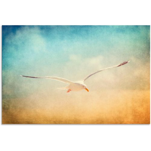 4055327237321 - Wandbild ARTLAND Möwe Bilder Gr B H 30 cm x 20 cm Alu-Dibond-Druck Vögel 1 St blau Kunstdrucke Bilder als Alubild Leinwandbild Wandaufkleber oder Poster in versch Größen 4055327237321 - Wandbild ARTLAND Möwe Bilder Gr B H 30 cm x 20 cm Alu-Dibond-Druck Vögel 1 St blau Kunstdrucke Bilder als Alubild Leinwandbild Wandaufkleber oder Poster in versch Größen