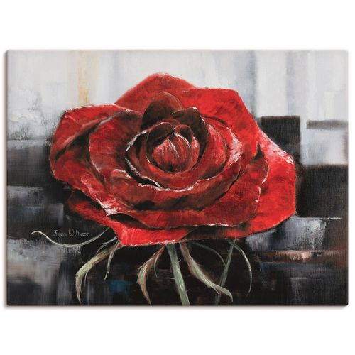 4055327461085 - Wandbild ARTLAND Blühende rote Rose Bilder Gr B H 120 cm x 90 cm Leinwandbild Blumen Querformat 1 St rot Bild Leinwandbild Kunstdrucke Bilder als Leinwandbild Wandaufkleber oder Poster in versch Größen