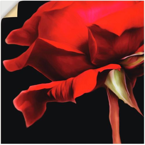 4062144136126 - Wandbild ARTLAND Rose Bilder Gr B H 50 cm x 50 cm Wandaufkleber - Vinyl Blumen 1 St rot Kunstdrucke Bilder als Alubild Leinwandbild Wandaufkleber oder Poster in versch Größen 4062144136126 - Wandbild ARTLAND Rose Bilder Gr B H 50 cm x 50 cm Wandaufkleber - Vinyl Blumen 1 St rot Kunstdrucke Bilder als Alubild Leinwandbild Wandaufkleber oder Poster in versch Größen