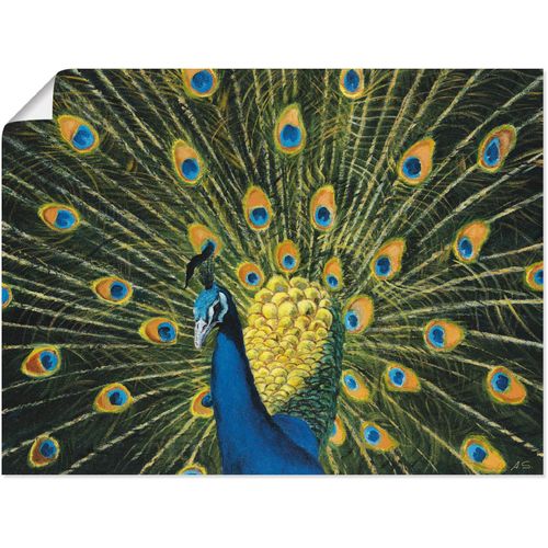 4055327291842 - Wandbild ARTLAND Pfau Bilder Gr B H 80 cm x 60 cm Poster Vögel 1 St grün Bild Poster Bilder als Alubild Leinwandbild Wandaufkleber oder in versch Größen