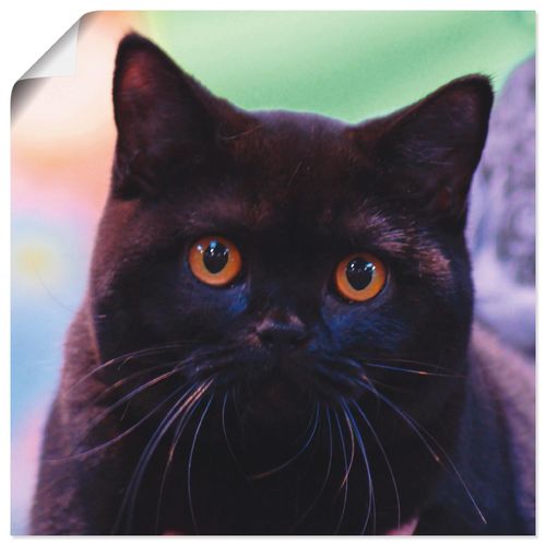 4059745037044 - Wandbild ARTLAND Schwarze Britisch Kurzhaarkatze Bilder Gr B H 40 cm x 40 cm Poster Haustiere quadratisch 1 St beige (naturfarben) Bild Poster Bilder als Alubild Leinwandbild Wandaufkleber oder in versch Größen