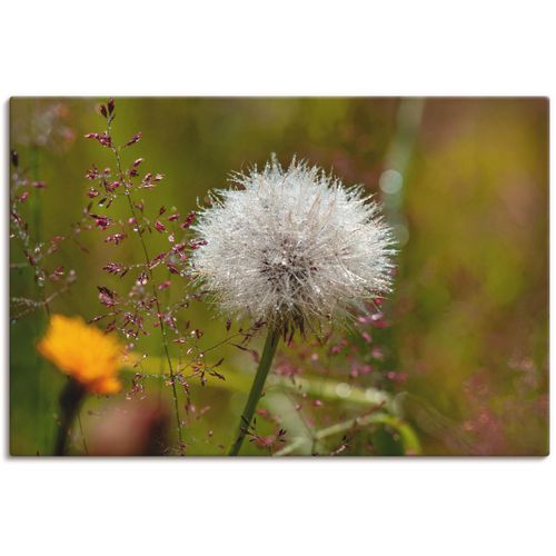 4059745682916 - Wandbild ARTLAND Pusteblume im Blumenfeld Bilder Gr B H 30 cm x 20 cm Leinwandbild Blumen 1 St beige (naturfarben) Bild Kunstdruck Kunstdrucke Bilder als Alubild Leinwandbild Wandaufkleber oder Poster in versch Größen