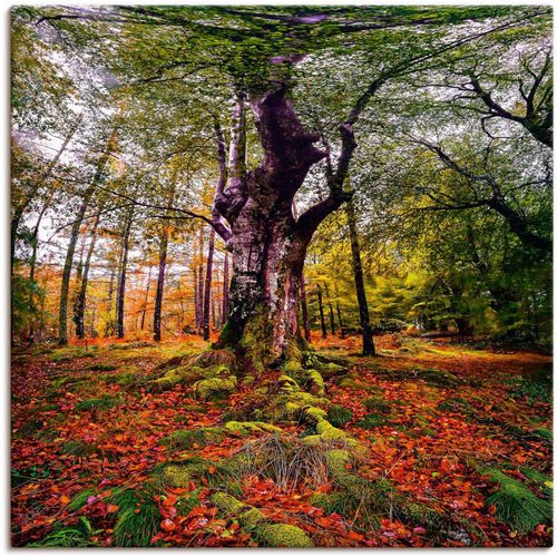 4062144752364 - Wandbild ARTLAND Baum im Wald Bilder Gr B H 40 cm x 40 cm Leinwandbild Baumbilder quadratisch 1 St grün Kunstdrucke als Alubild Leinwandbild Wandaufkleber oder Poster in versch Größen 4062144752364 - Wandbild ARTLAND Baum im Wald Bilder Gr B H 40 cm x 40 cm Leinwandbild Baumbilder quadratisch 1 St grün Kunstdrucke als Alubild Leinwandbild Wandaufkleber oder Poster in versch Größen