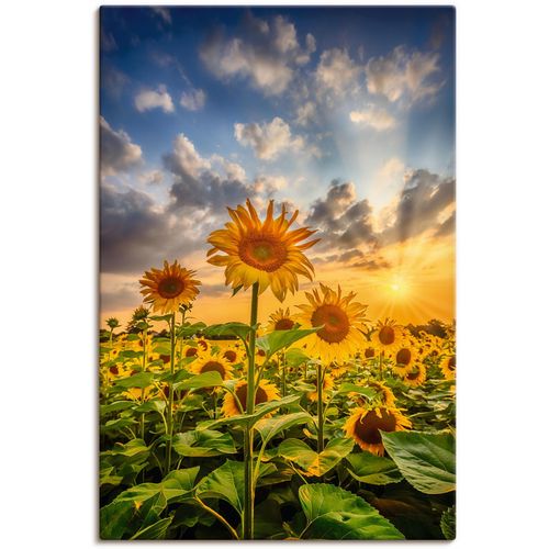 4062144761014 - Wandbild ARTLAND Sonnenblumen im Sonnenuntergang Bilder Gr B H 40 cm x 60 cm Leinwandbild Blumenbilder Hochformat 1 St bunt Kunstdrucke als Alubild Leinwandbild Wandaufkleber oder Poster in versch Größen