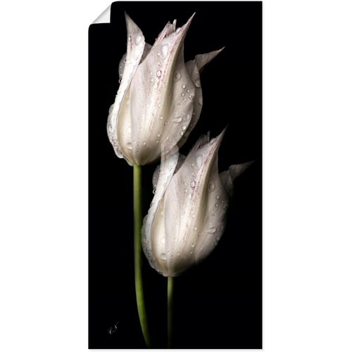 4062144658482 - Wandbild ARTLAND Weiße Tulpen in der Nacht Bilder Gr B H 50 cm x 100 cm Poster Blumenbilder Hochformat 1 St schwarz Kunstdrucke als Alubild Leinwandbild Wandaufkleber oder Poster in versch Größen 4062144658482 - Wandbild ARTLAND Weiße Tulpen in der Nacht Bilder Gr B H 50 cm x 100 cm Poster Blumenbilder Hochformat 1 St schwarz Kunstdrucke als Alubild Leinwandbild Wandaufkleber oder Poster in versch Größen