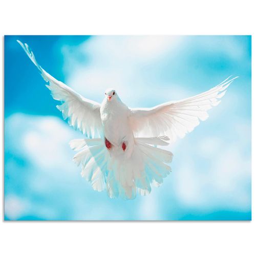 4057738379829 - Wandbild ARTLAND Taube mit ausgebreiteten Flügeln Bilder Gr B H 80 cm x 60 cm Alu-Dibond-Druck Vögel Querformat 1 St weiß Bild Leinwandbild Kunstdrucke Bilder als Alubild Leinwandbild Wandaufkleber oder Poster in versch Größen