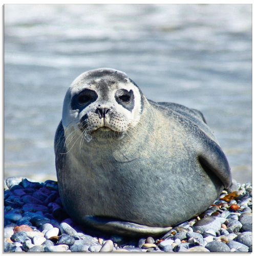 4059745008211 - Glasbild ARTLAND Robbe am Strand von Helgoland Bilder Gr B H 30 cm x 30 cm Glasbild Wassertiere quadratisch 1 St beige (naturfarben) Bild Glasbild Glasbilder Bilder in verschiedenen Größen 4059745008211 - Glasbild ARTLAND Robbe am Strand von Helgoland Bilder Gr B H 30 cm x 30 cm Glasbild Wassertiere quadratisch 1 St beige (naturfarben) Bild Glasbild Glasbilder Bilder in verschiedenen Größen