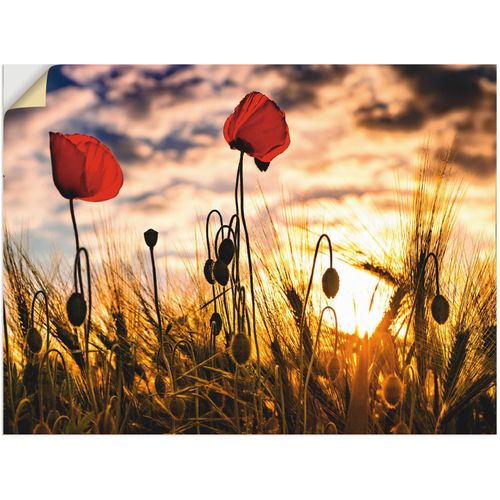 4059745197441 - Wandbild ARTLAND Mohnblumen im Sonnenuntergang Bilder Gr B H 60 cm x 45 cm Wandaufkleber - Vinyl Blumen 1 St bunt Bild Kunstdruck Leinwandbild Kunstdrucke Bilder als Alubild Leinwandbild Wandaufkleber oder Poster in versch Größen
