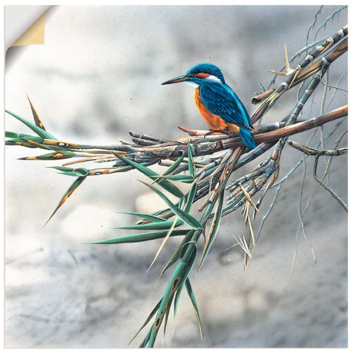 4062144387993 - Wandbild ARTLAND Eisvogel I Bilder Gr B H 40 cm x 40 cm Wandaufkleber - Vinyl Vögel quadratisch 1 St weiß Bild Poster Bilder als Leinwandbild Wandaufkleber oder in versch Größen