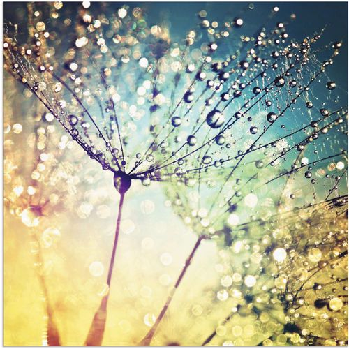 4059745194556 - Wandbild ARTLAND Pusteblume Zaubertropfen Bilder Gr B H 30 cm x 30 cm Alu-Dibond-Druck Blumen 1 St bunt Bild Kunstdruck Metallbild Metallbilder Bilder als Alubild Leinwandbild Wandaufkleber oder Poster in versch Größen 4059745194556 - Wandbild ARTLAND Pusteblume Zaubertropfen Bilder Gr B H 30 cm x 30 cm Alu-Dibond-Druck Blumen 1 St bunt Bild Kunstdruck Metallbild Metallbilder Bilder als Alubild Leinwandbild Wandaufkleber oder Poster in versch Größen