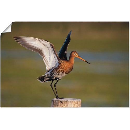 4062144668443 - Wandbild ARTLAND Uferschnepfe im Landeanflug Bilder Gr B H 60 cm x 40 cm Poster Vogelbilder Querformat 1 St braun Kunstdrucke als Alubild Leinwandbild Wandaufkleber oder Poster in versch Größen