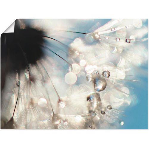 4058661086631 - Wandbild ARTLAND Pusteblume Engelflügel Bilder Gr B H 40 cm x 30 cm Poster Blumen 1 St blau Bild Kunstdruck Poster Bilder als Alubild Leinwandbild Wandaufkleber oder in versch Größen