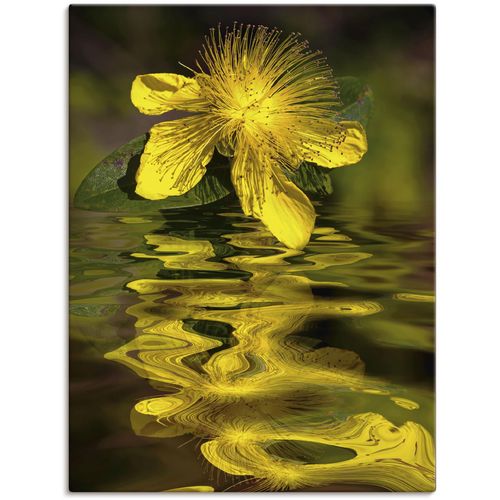 4062144625880 - Wandbild ARTLAND Wasserblüte - Johanniskraut Bilder Gr B H 30 cm x 40 cm Leinwandbild Spa Bilder Hochformat 1 St gelb Kunstdrucke als Alubild Leinwandbild Wandaufkleber oder Poster in versch Größen 4062144625880 - Wandbild ARTLAND Wasserblüte - Johanniskraut Bilder Gr B H 30 cm x 40 cm Leinwandbild Spa Bilder Hochformat 1 St gelb Kunstdrucke als Alubild Leinwandbild Wandaufkleber oder Poster in versch Größen