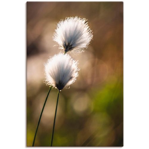 4062144031797 - Wandbild ARTLAND Wollgras I Bilder Gr B H 40 cm x 60 cm Leinwandbild Gräser 1 St beige (naturfarben) Bild Kunstdruck Kunstdrucke Bilder als Alubild Leinwandbild Wandaufkleber oder Poster in versch Größen 4062144031797 - Wandbild ARTLAND Wollgras I Bilder Gr B H 40 cm x 60 cm Leinwandbild Gräser 1 St beige (naturfarben) Bild Kunstdruck Kunstdrucke Bilder als Alubild Leinwandbild Wandaufkleber oder Poster in versch Größen