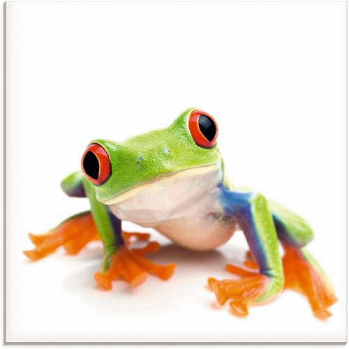 4057738333630 - Glasbild ARTLAND Großaufnahme eines Frosches vor weiß Bilder Gr B H 40 cm x 40 cm Wassertiere 1 St weiß Glasbilder Bilder in verschiedenen Größen