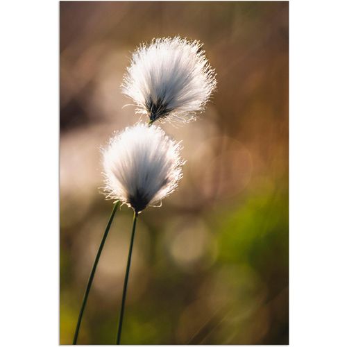 4062144031773 - Wandbild ARTLAND Wollgras I Bilder Gr B H 20 cm x 30 cm Alu-Dibond-Druck Gräser 1 St beige (naturfarben) Bild Kunstdruck Kunstdrucke Bilder als Alubild Leinwandbild Wandaufkleber oder Poster in versch Größen