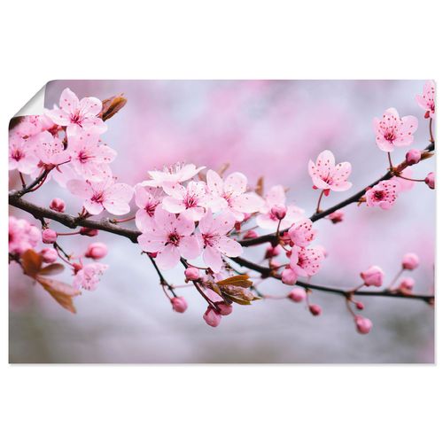 4058661461650 - Wandbild ARTLAND Kirschblüten Bilder Gr B H 60 cm x 40 cm Poster Blumen Querformat 1 St pink Bild Poster Bilder als Alubild Leinwandbild Wandaufkleber oder in versch Größen