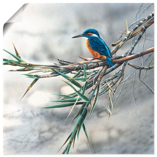 4055327596206 - Wandbild ARTLAND Eisvogel I Bilder Gr B H 40 cm x 40 cm Poster Vögel quadratisch 1 St weiß Bild Poster Bilder als Leinwandbild Wandaufkleber oder in versch Größen