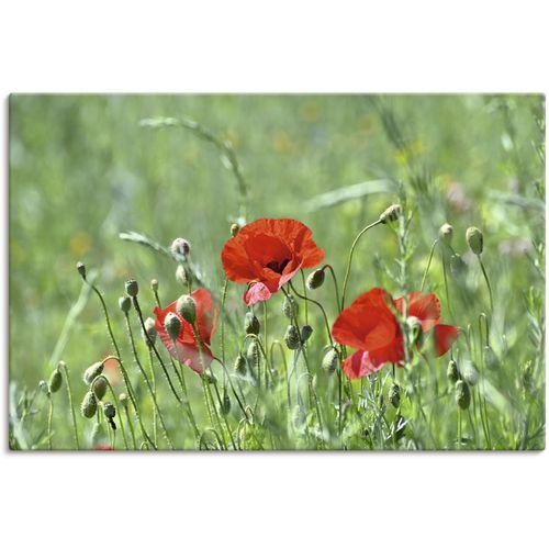 4062144682562 - Wandbild ARTLAND Mohnblumen im Gras Bilder Gr B H 30 cm x 20 cm Leinwandbild Blumenbilder Querformat 1 St grün Kunstdrucke als Alubild Leinwandbild Wandaufkleber oder Poster in versch Größen