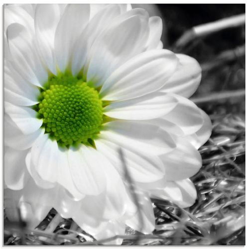 4055327645966 - Glasbild ARTLAND Weiße Blume Bilder Gr B H 20 cm x 20 cm Glasbild Blumen quadratisch 1 St schwarz Bild Glasbild Glasbilder Bilder in verschiedenen Größen 4055327645966 - Glasbild ARTLAND Weiße Blume Bilder Gr B H 20 cm x 20 cm Glasbild Blumen quadratisch 1 St schwarz Bild Glasbild Glasbilder Bilder in verschiedenen Größen