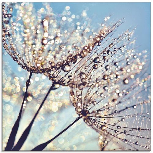 4058661089694 - Glasbild ARTLAND Pusteblume Tröpfchenfänger Bilder Gr B H 30 cm x 30 cm Glasbild Blumen quadratisch 1 St blau Bild Glasbild Glasbilder Bilder in verschiedenen Größen 4058661089694 - Glasbild ARTLAND Pusteblume Tröpfchenfänger Bilder Gr B H 30 cm x 30 cm Glasbild Blumen quadratisch 1 St blau Bild Glasbild Glasbilder Bilder in verschiedenen Größen