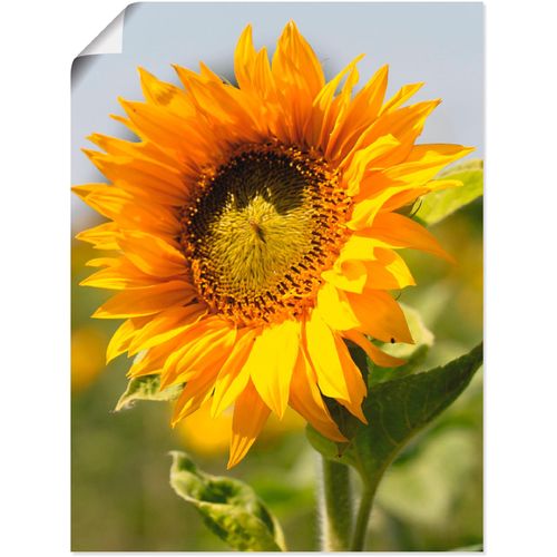4055327521352 - Wandbild ARTLAND Sonnenblume Bilder Gr B H 45 cm x 60 cm Poster Blumen 1 St gelb Bild Kunstdruck Leinwandbild Kunstdrucke Bilder als Leinwandbild Wandaufkleber oder Poster in versch Größen
