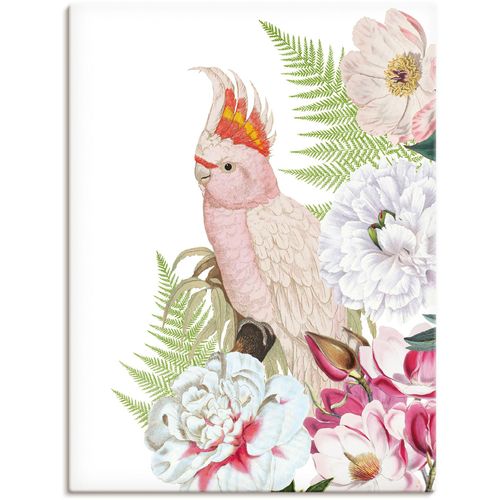 4062144648520 - Wandbild ARTLAND Vintage Papagei II Bilder Gr B H 45 cm x 60 cm Leinwandbild Vogelbilder Hochformat 1 St weiß Kunstdrucke als Alubild Leinwandbild Wandaufkleber oder Poster in versch Größen 4062144648520 - Wandbild ARTLAND Vintage Papagei II Bilder Gr B H 45 cm x 60 cm Leinwandbild Vogelbilder Hochformat 1 St weiß Kunstdrucke als Alubild Leinwandbild Wandaufkleber oder Poster in versch Größen