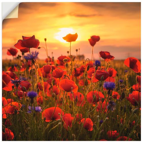 4058661766526 - Wandbild ARTLAND Mohnblumen im Abendlicht Bilder Gr B H 70 cm x 70 cm Wandaufkleber - Vinyl Blumen quadratisch 1 St rot Bild Poster Bilder als Alubild Leinwandbild Wandaufkleber oder in versch Größen