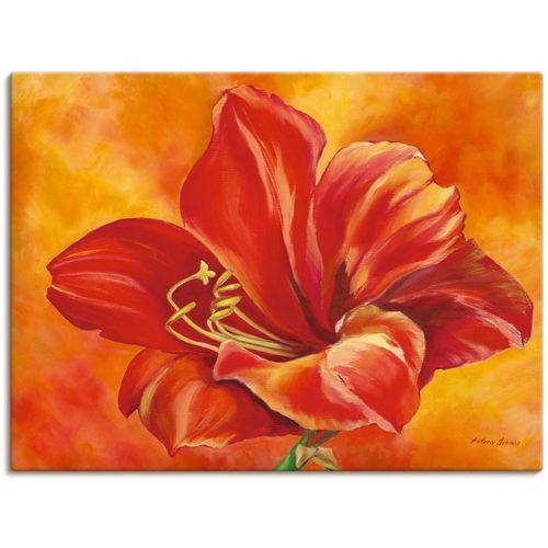 4055327150590 - Wandbild ARTLAND Amaryllis Bilder Gr B H 60 cm x 45 cm Leinwandbild Blumen 1 St rot Bild Poster Bilder als Alubild Leinwandbild Wandaufkleber oder in versch Größen