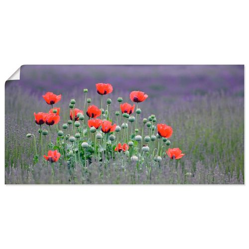 4055327420150 - Wandbild ARTLAND Lavendelfarm in Sequim - Mohnblumen Bilder Gr B H 60 cm x 30 cm Poster Blumenwiese Querformat 1 St lila Bild Poster Bilder als Alubild Leinwandbild Wandaufkleber oder in versch Größen
