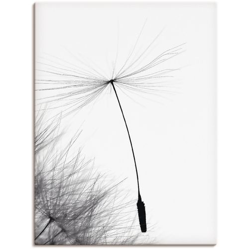 4057738609919 - Wandbild ARTLAND Pusteblume Letzter Halt Bilder Gr B H 30 cm x 40 cm Leinwandbild Blumen 1 St schwarz Bild Kunstdruck Kunstdrucke Bilder als Alubild Leinwandbild Wandaufkleber oder Poster in versch Größen 4057738609919 - Wandbild ARTLAND Pusteblume Letzter Halt Bilder Gr B H 30 cm x 40 cm Leinwandbild Blumen 1 St schwarz Bild Kunstdruck Kunstdrucke Bilder als Alubild Leinwandbild Wandaufkleber oder Poster in versch Größen