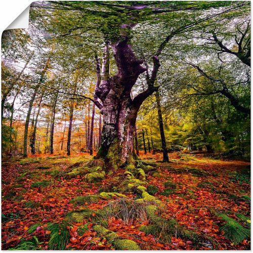 4062144752418 - Wandbild ARTLAND Baum im Wald Bilder Gr B H 30 cm x 30 cm Poster Baumbilder quadratisch 1 St grün Kunstdrucke als Alubild Leinwandbild Wandaufkleber oder Poster in versch Größen