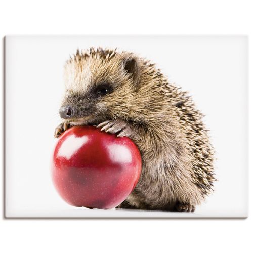 4055327238588 - Wandbild ARTLAND Glücklicher Igel Bilder Gr B H 40 cm x 30 cm Leinwandbild Wildtiere Querformat 1 St weiß Bild Poster Bilder als Alubild Leinwandbild Wandaufkleber oder in versch Größen