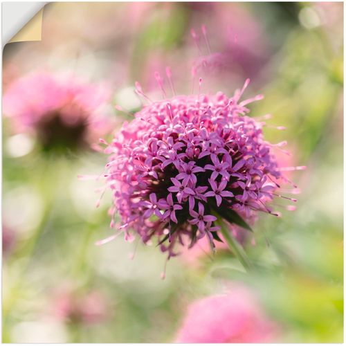 4062144301203 - Wandbild ARTLAND Lila Blüte im Gegenlicht Bilder Gr B H 40 cm x 40 cm Wandaufkleber - Vinyl Blumen 1 St grün Bild Kunstdruck Poster Bilder als Leinwandbild Wandaufkleber oder in versch Größen 4062144301203 - Wandbild ARTLAND Lila Blüte im Gegenlicht Bilder Gr B H 40 cm x 40 cm Wandaufkleber - Vinyl Blumen 1 St grün Bild Kunstdruck Poster Bilder als Leinwandbild Wandaufkleber oder in versch Größen