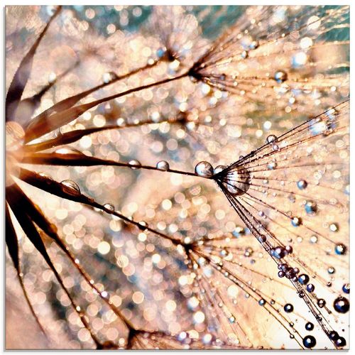 4057738612285 - Glasbild ARTLAND Pusteblume - Kisses from rain Bilder Gr B H 30 cm x 30 cm Glasbild Blumen quadratisch 1 St weiß Bild Glasbild Glasbilder Bilder in verschiedenen Größen