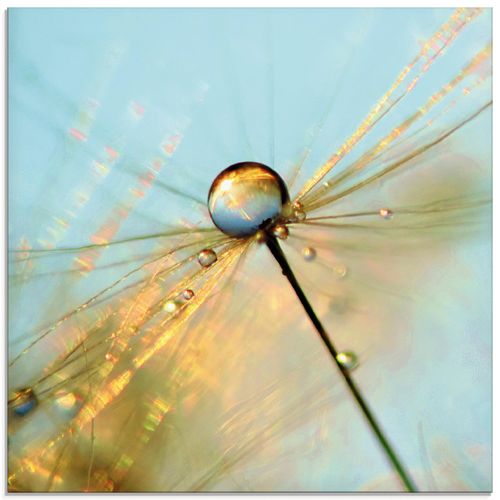4057738612209 - Glasbild ARTLAND Pusteblume Tautropfen Bilder Gr B H 30 cm x 30 cm Glasbild Blumen quadratisch 1 St blau Bild Glasbild Glasbilder Bilder in verschiedenen Größen