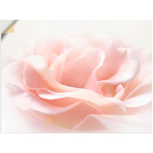 4057738115472 - Wandbild ARTLAND Rose I Bilder Gr B H 80 cm x 60 cm Wandaufkleber - Vinyl Blumen Querformat 1 St pink Bild Leinwandbild Kunstdrucke Bilder als Alubild Leinwandbild Wandaufkleber oder Poster in versch Größen