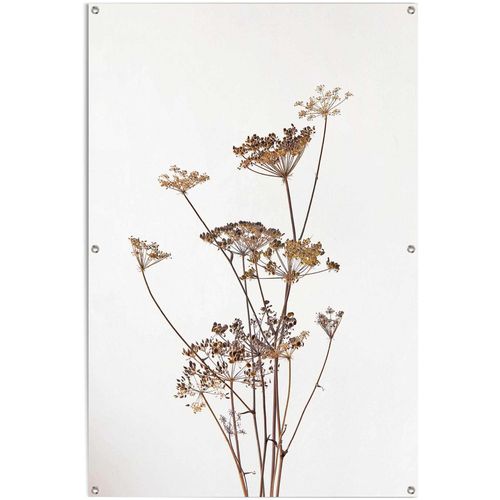 8714597620375 - Poster REINDERS Bärenklau Bilder Gr B H T 80 cm x 120 cm x 01 cm beige Poster leichtes und wasserfestes Gartenposter für den Außeneinsatz 8714597620375 - Poster REINDERS Bärenklau Bilder Gr B H T 80 cm x 120 cm x 01 cm beige Poster leichtes und wasserfestes Gartenposter für den Außeneinsatz