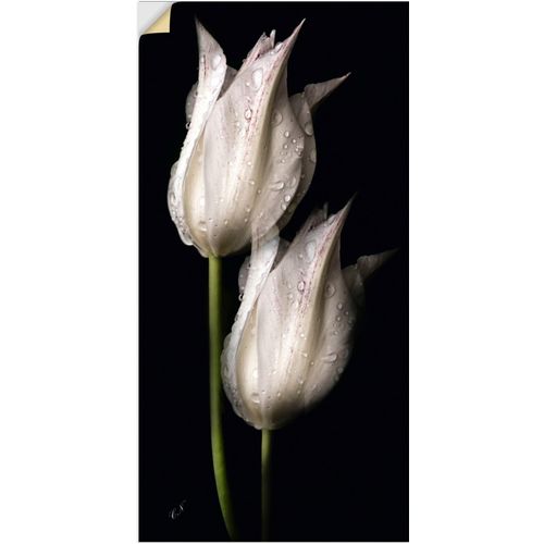 4062144658437 - Wandbild ARTLAND Weiße Tulpen in der Nacht Bilder Gr B H 50 cm x 100 cm Wandaufkleber - Vinyl Blumenbilder Hochformat 1 St schwarz Kunstdrucke als Alubild Leinwandbild Wandaufkleber oder Poster in versch Größen