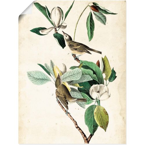 4058661397751 - Wandbild ARTLAND Sängervireo Bilder Gr B H 30 cm x 40 cm Poster Vögel Hochformat 1 St beige (naturfarben) Bild Leinwandbild Kunstdrucke Bilder als Alubild Leinwandbild Wandaufkleber oder Poster in versch Größen