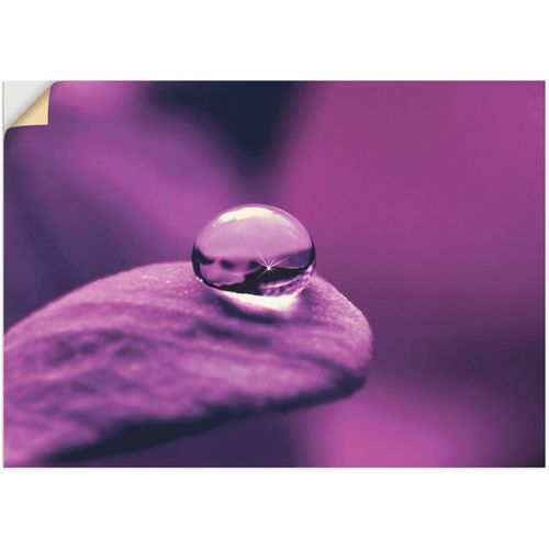 4057738793847 - Wandbild ARTLAND Amethyst Bilder Gr B H 80 cm x 60 cm Wandaufkleber - Vinyl Blumen 1 St lila Bild Kunstdruck Leinwandbild Kunstdrucke Bilder als Leinwandbild Wandaufkleber oder Poster in versch Größen 4057738793847 - Wandbild ARTLAND Amethyst Bilder Gr B H 80 cm x 60 cm Wandaufkleber - Vinyl Blumen 1 St lila Bild Kunstdruck Leinwandbild Kunstdrucke Bilder als Leinwandbild Wandaufkleber oder Poster in versch Größen