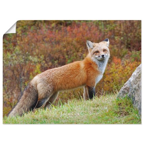 4055327940870 - Wandbild ARTLAND Fuchs I Bilder Gr B H 40 cm x 30 cm Poster Wildtiere Querformat 1 St braun Bild Leinwandbild Kunstdrucke Bilder als Leinwandbild Wandaufkleber oder Poster in versch Größen