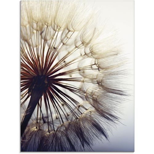 4062144100554 - Glasbild ARTLAND Große Pusteblume Bilder Gr B H 60 cm x 80 cm Glasbild Blumen 1 St blau Glasbilder in verschiedenen Größen