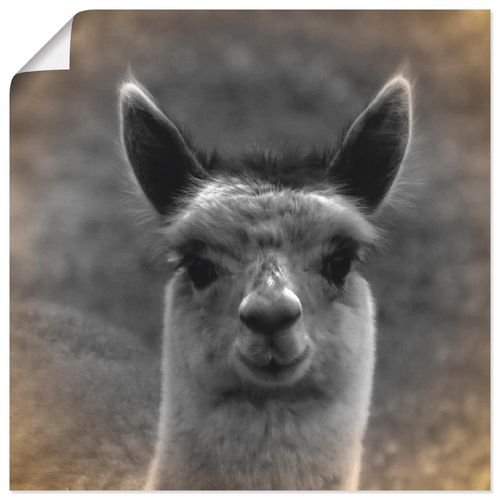 4059745457149 - Wandbild ARTLAND Alpaka Blick Bilder Gr B H 30 cm x 30 cm Poster Wildtiere quadratisch 1 St beige (naturfarben) Bild Metallbild Metallbilder Bilder als Alubild Leinwandbild Wandaufkleber oder Poster in versch Größen 4059745457149 - Wandbild ARTLAND Alpaka Blick Bilder Gr B H 30 cm x 30 cm Poster Wildtiere quadratisch 1 St beige (naturfarben) Bild Metallbild Metallbilder Bilder als Alubild Leinwandbild Wandaufkleber oder Poster in versch Größen