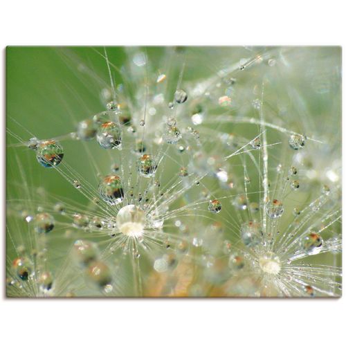 4055327627047 - Wandbild ARTLAND Wassertropfen Pusteblume Bilder Gr B H 40 cm x 30 cm Leinwandbild Blumen 1 St grün Bild Kunstdruck Poster Bilder als Leinwandbild Wandaufkleber oder in versch Größen 4055327627047 - Wandbild ARTLAND Wassertropfen Pusteblume Bilder Gr B H 40 cm x 30 cm Leinwandbild Blumen 1 St grün Bild Kunstdruck Poster Bilder als Leinwandbild Wandaufkleber oder in versch Größen