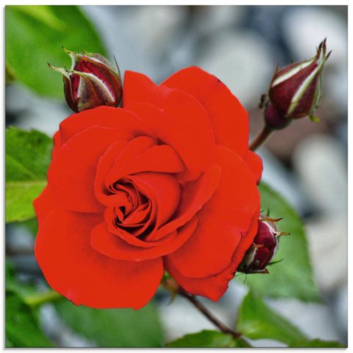 4059745550840 - Glasbild ARTLAND Rote Rosenblüte mit Knospen Bilder Gr B H 40 cm x 40 cm Glasbild Blumen quadratisch 1 St rot Bild Glasbild Glasbilder Bilder in verschiedenen Größen